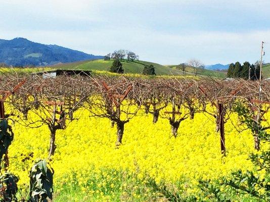 Mustard blooming at Frog's Leap Winery