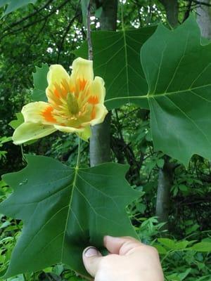 Tulip tree flower. Located behind the bridge.