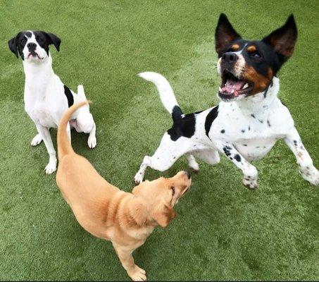 Happy Patients from Boulevard Animal Hospital playing outside! http://www.boulevardanimal.com/indoor-outdoor-boarding.html