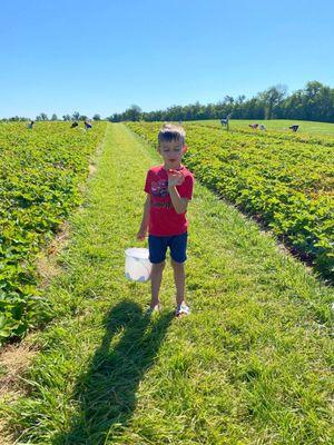 Strawberry picking