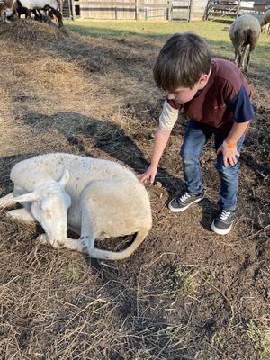 Small sheep petting zoo.