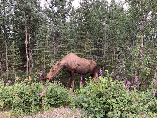 Greeted by some of the locals when we arrived at Parks Edge cabins.