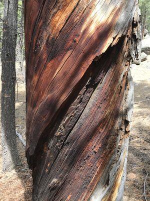 Twisted tree growing in a vortex...