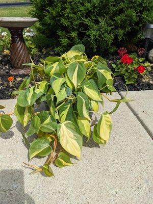 Brazil Pothos