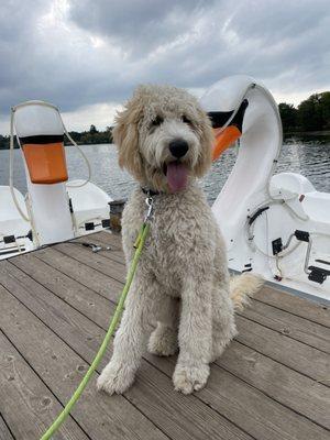 Swan paddle boats