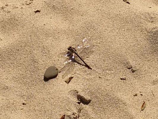 Dragon-fly!