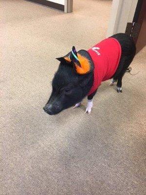 Come visit Olive the office pig!