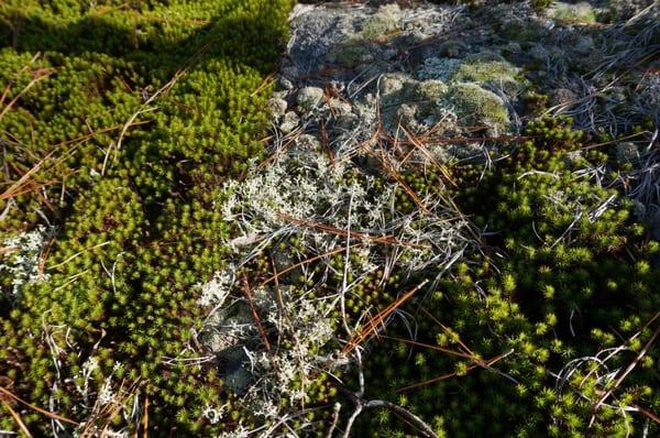 Blue trail, granite outcrop