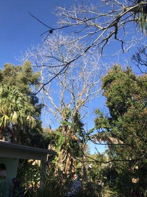 Just removed this hazardous jacaranda tree in a back yard with a crane.