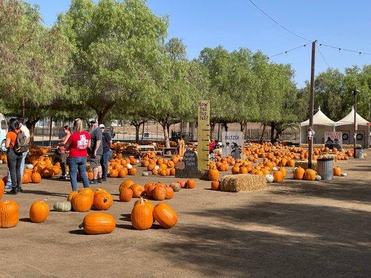 Pumpkin patch area