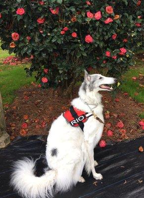 Amazing Camellia with Service Dog RioTheBorzoi