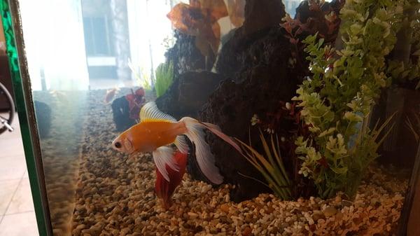 There is an aquarium in the front lobby filled with these super cute goldfish.  The patients really like to go see the fish.