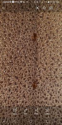 Bed bugs in seam of couch.