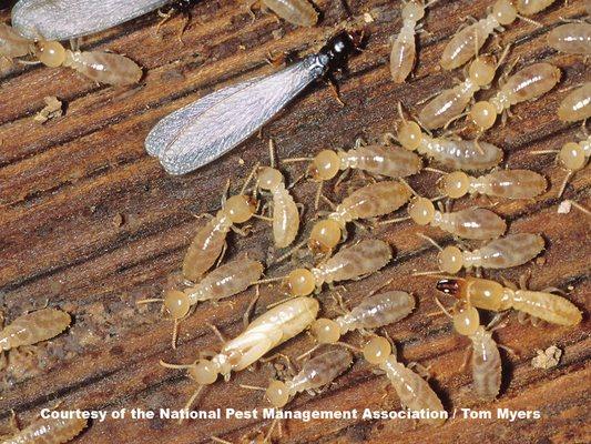 Termites