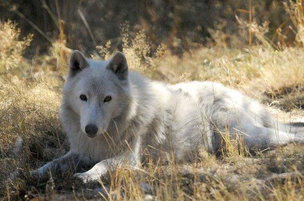 Gray wolf London bathed in shadows during the eclipse.