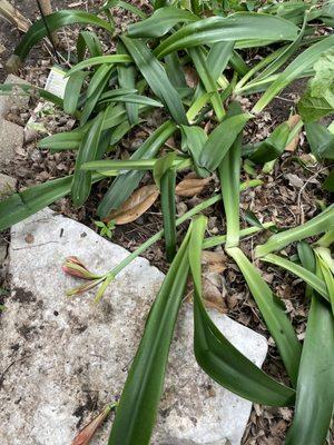 Amaryllis that looks like it had been stumped by elephants