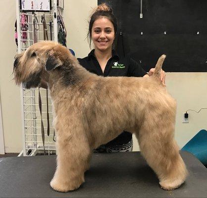 Scout looks very nice in his breed trim.