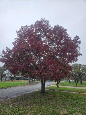 Shumard Red Oak