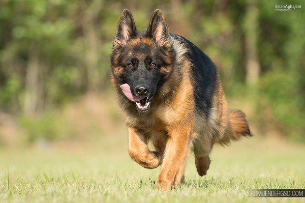 Romeunder German Shepherd Dogs