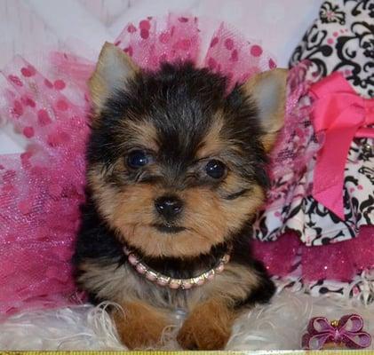 KenMar Kennel Lil Diva Puppies