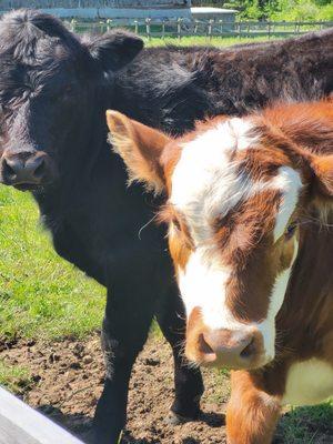 Our cows are waiting to welcome you at the New Hampshire Farm Museum! Take a tractor ride to explore our fifty acre property!