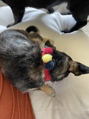 Clean pup with Pom poms