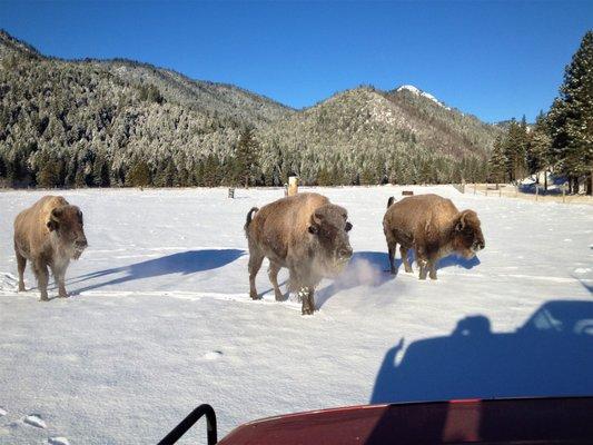 Bison don't mind the snow, they grow a super thick winter coat to keep them warm!