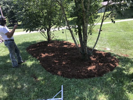 Mulch bed