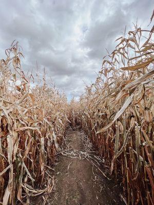 Corn maze