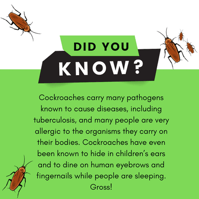 Did You Know! 
#Miamipestcontrol