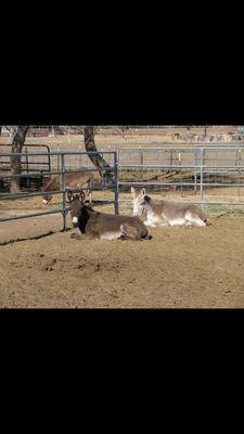 Peaceful Valley Donkey Rescue