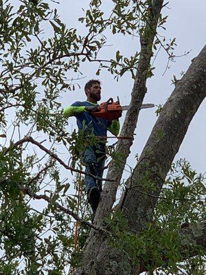 Removing a tree from the top down.