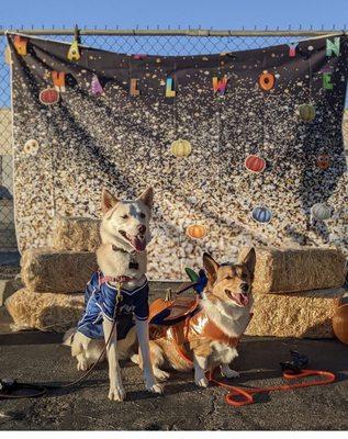 Jack's doggy daycare Halloween pow parade