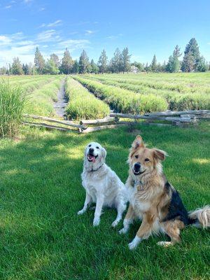 Had a great time visiting Tumalo Lavender!! It's dog friendly as long as your dogs are leashes and you pick up after them!