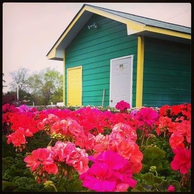 beautiful geraniums