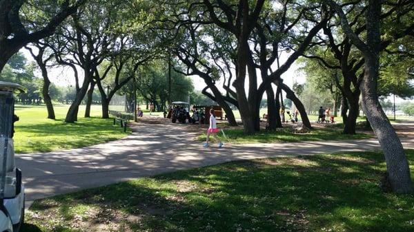 Lots of heritage oaks