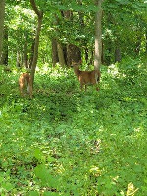 White-tail Deer