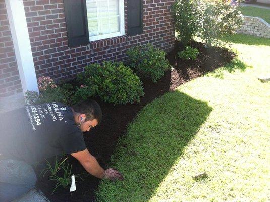 mulch job