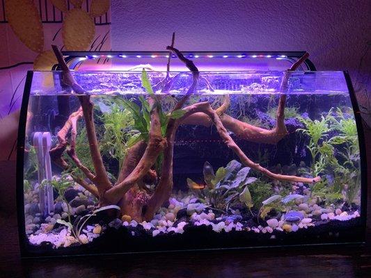 Aquatic Design Aquariums