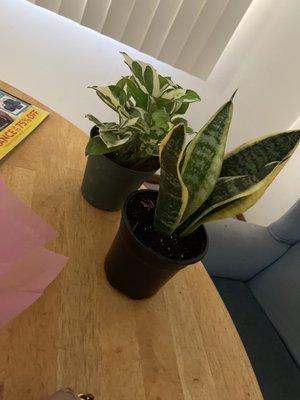 Got the cute little snake plant here.