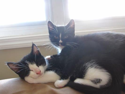 Two cats who found a good home thanks to LI Feline Adoption Center