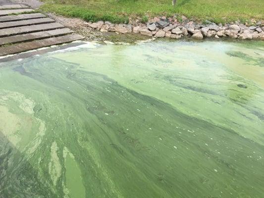 Blue/Green algae bloom at South Lake Center