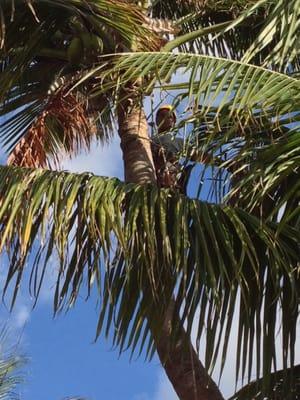 This is a Coconut palm I climb to clean out !