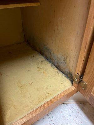 Mold in kitchen cabinets