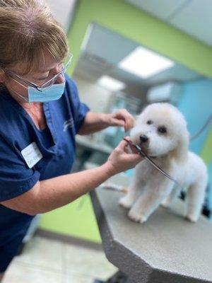 Yogi being groomed