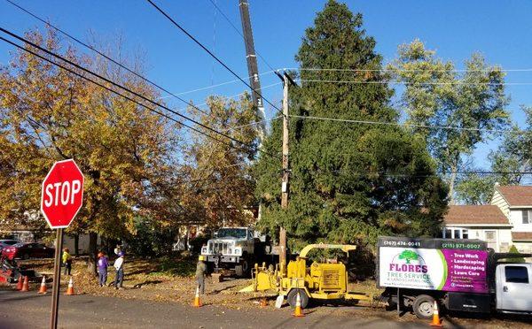 Flores Tree Service