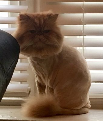 Kitty had a beautiful haircut!