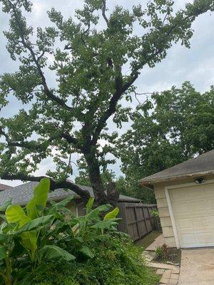 Limbs and deadwood hanging over driveway