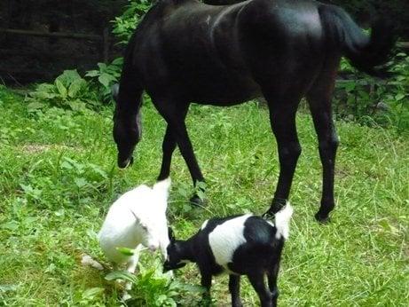 Lilly, Minnie Moo & Squeeky