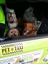 Houston Pet Transportation Taxi Service is taking these guys to the groomer for mommy who is disabled!